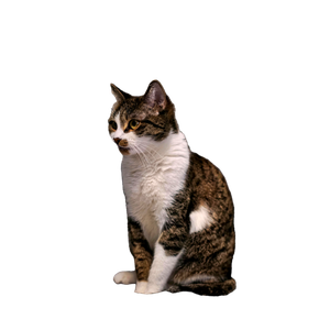A Cute Domestic Cat Sitting On A Cozy Gray Sofa In A Warmly Lit Room. 17369 - Cat PNG image with transparent background